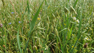 Oat