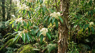 Lemon Myrtle