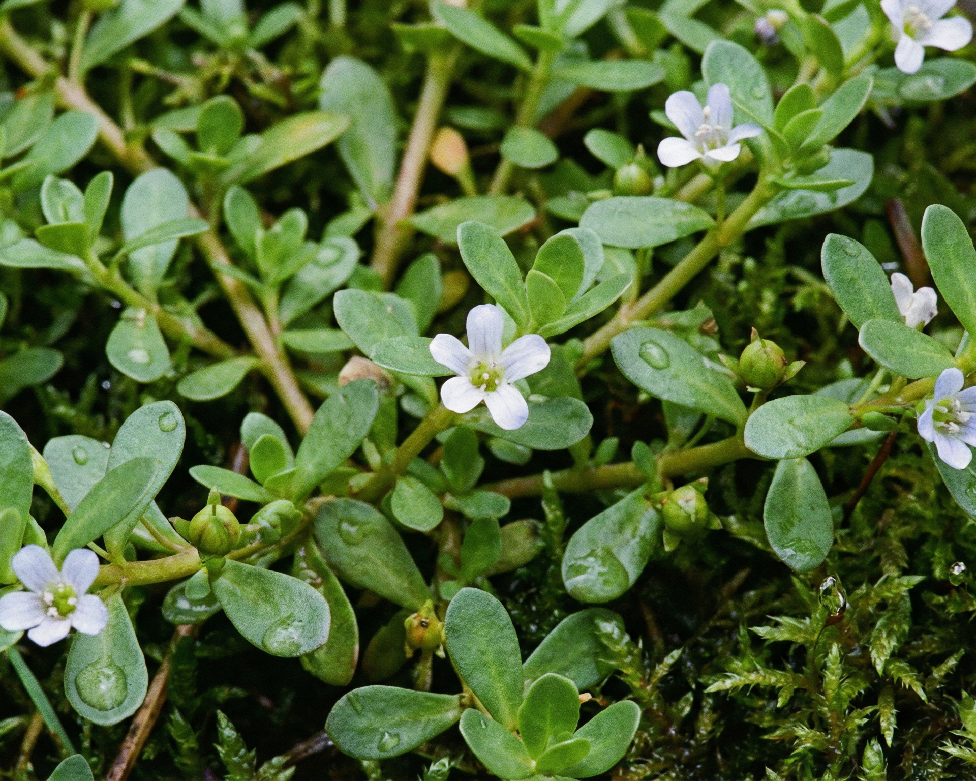 Water hyssop (brahmi)