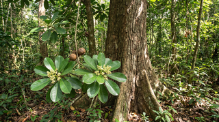 African Pearwood