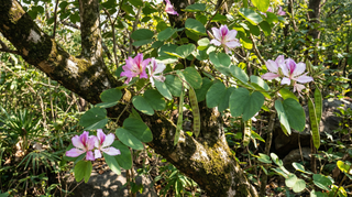 Orchid Tree