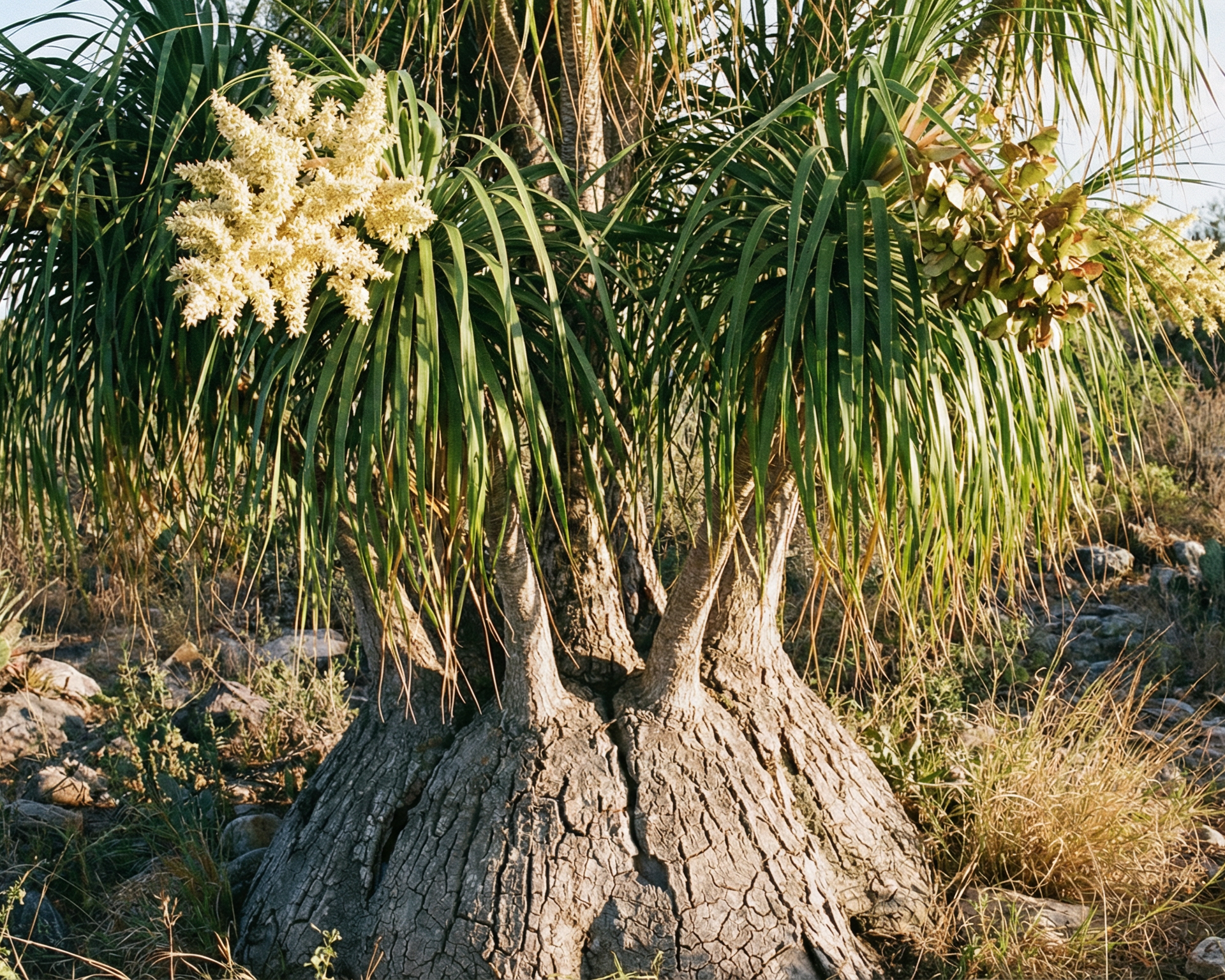 Ponytail Palm