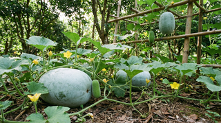 Wax Gourd