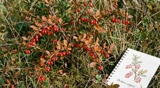 Barberry