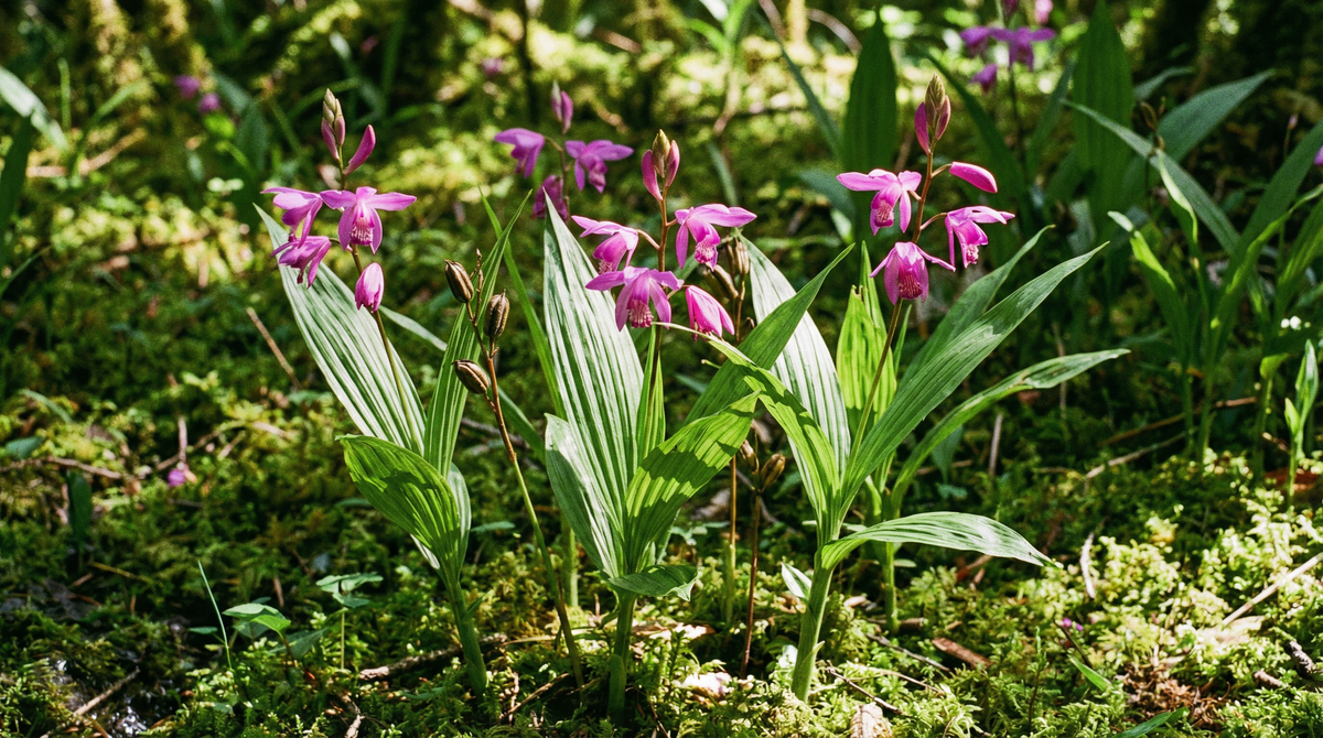 Chinese Ground Orchid