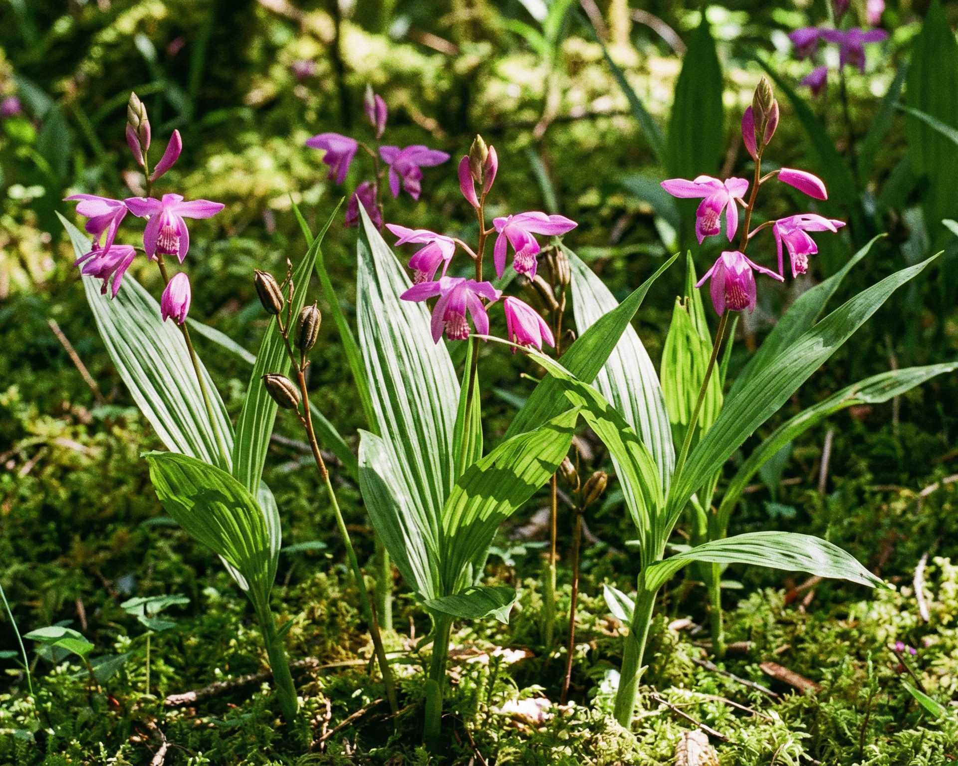 Chinese ground orchid / bai ji