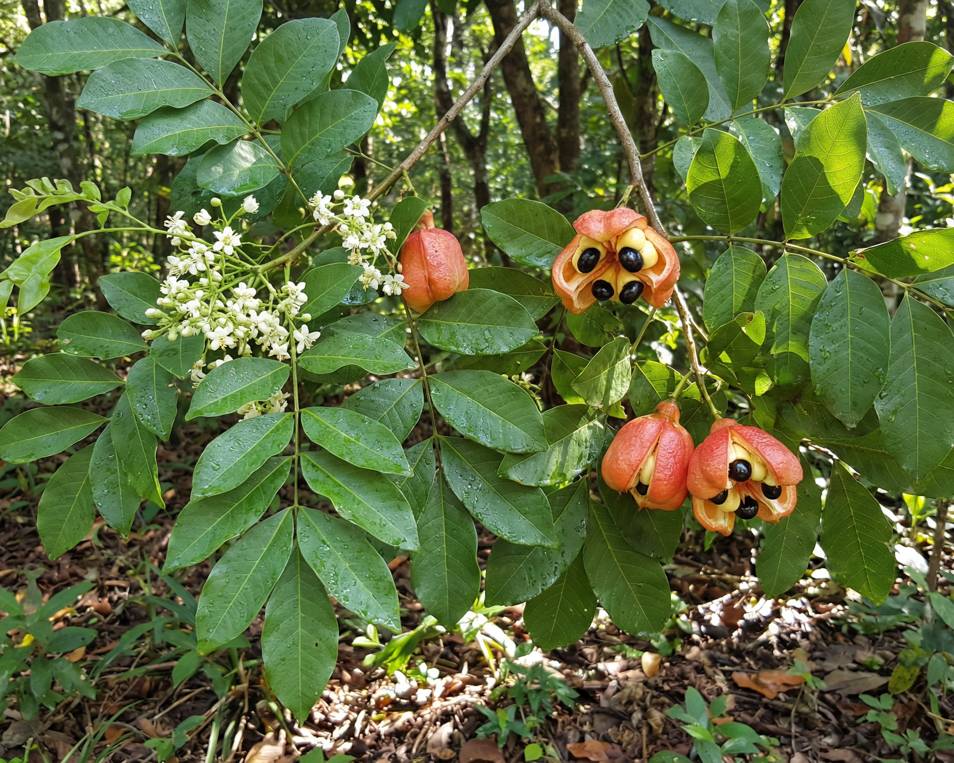 Ackee