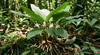 Fingerroot
