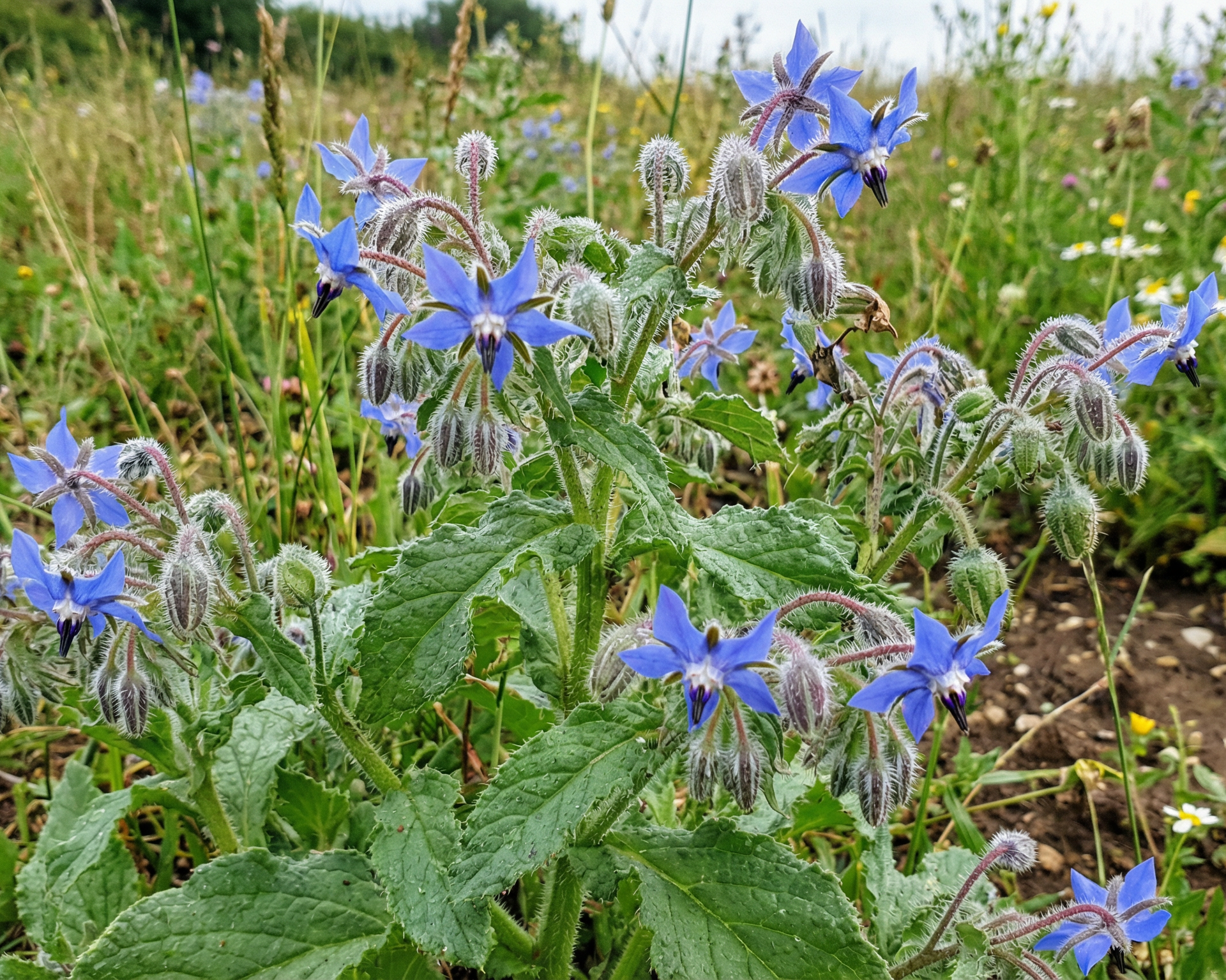 Borage
