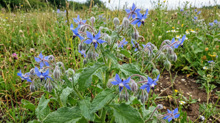 Borage
