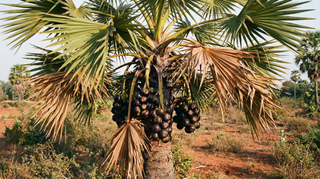 Palmyra Palm