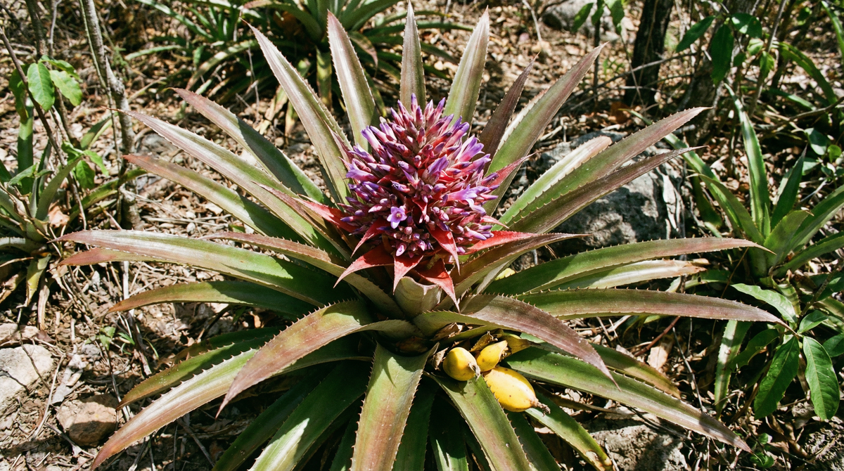 Bromeliad