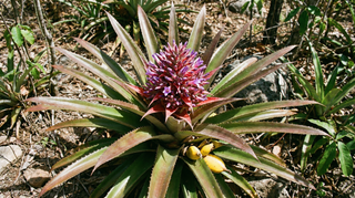 Bromeliad