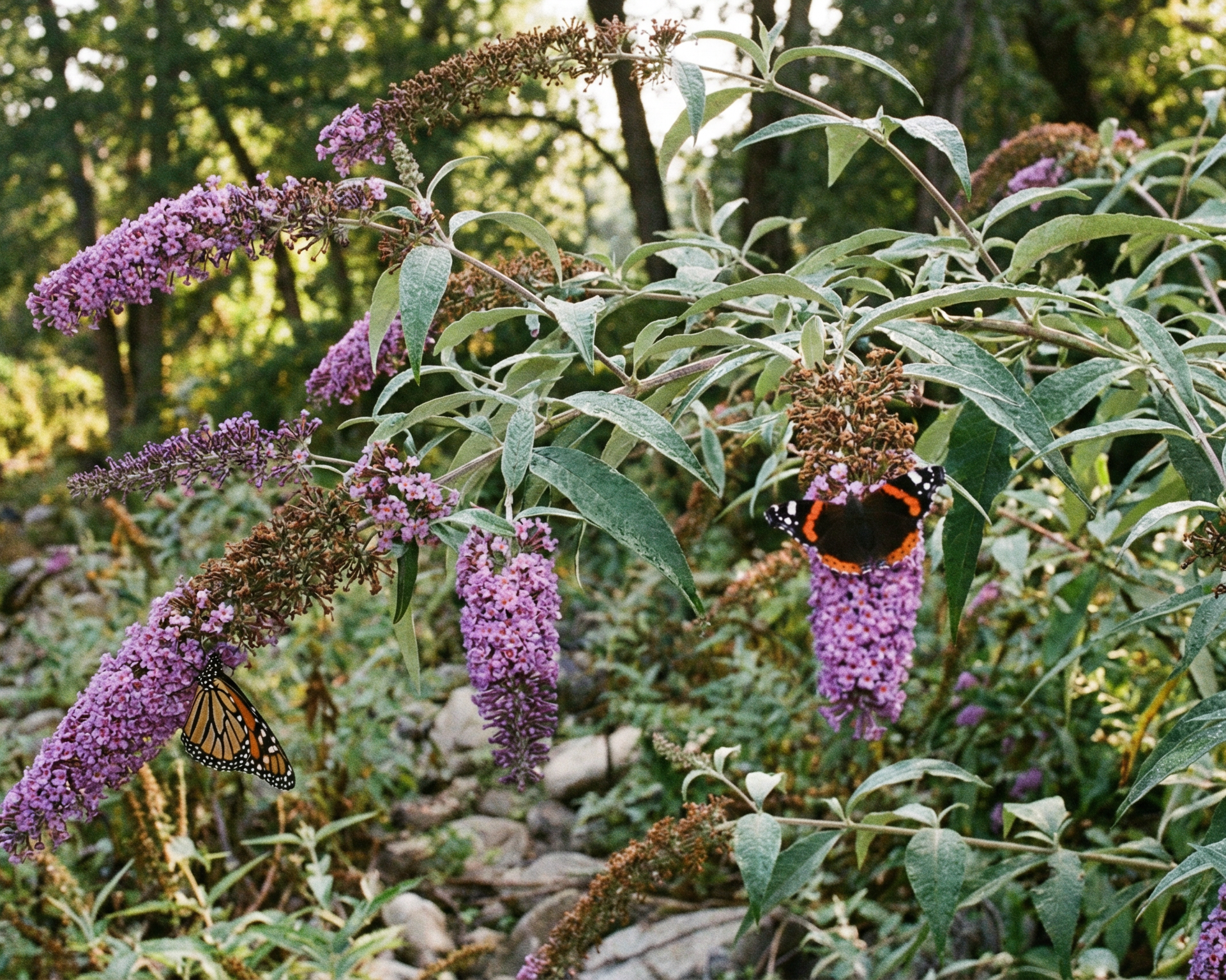 Butterfly Bush