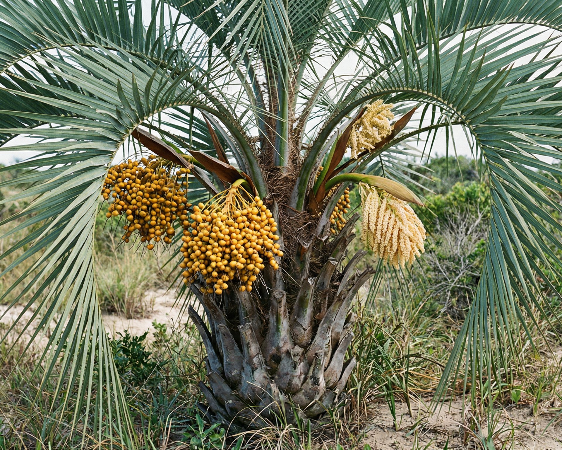 Pindo Palm