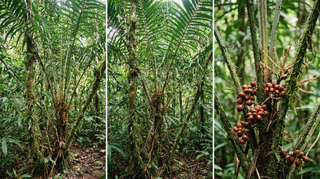 Rattan Palm