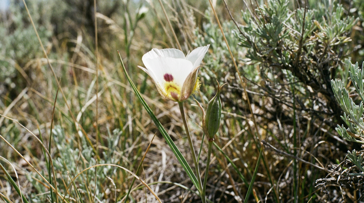 Mariposa Lily