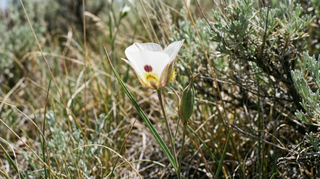 Mariposa Lily