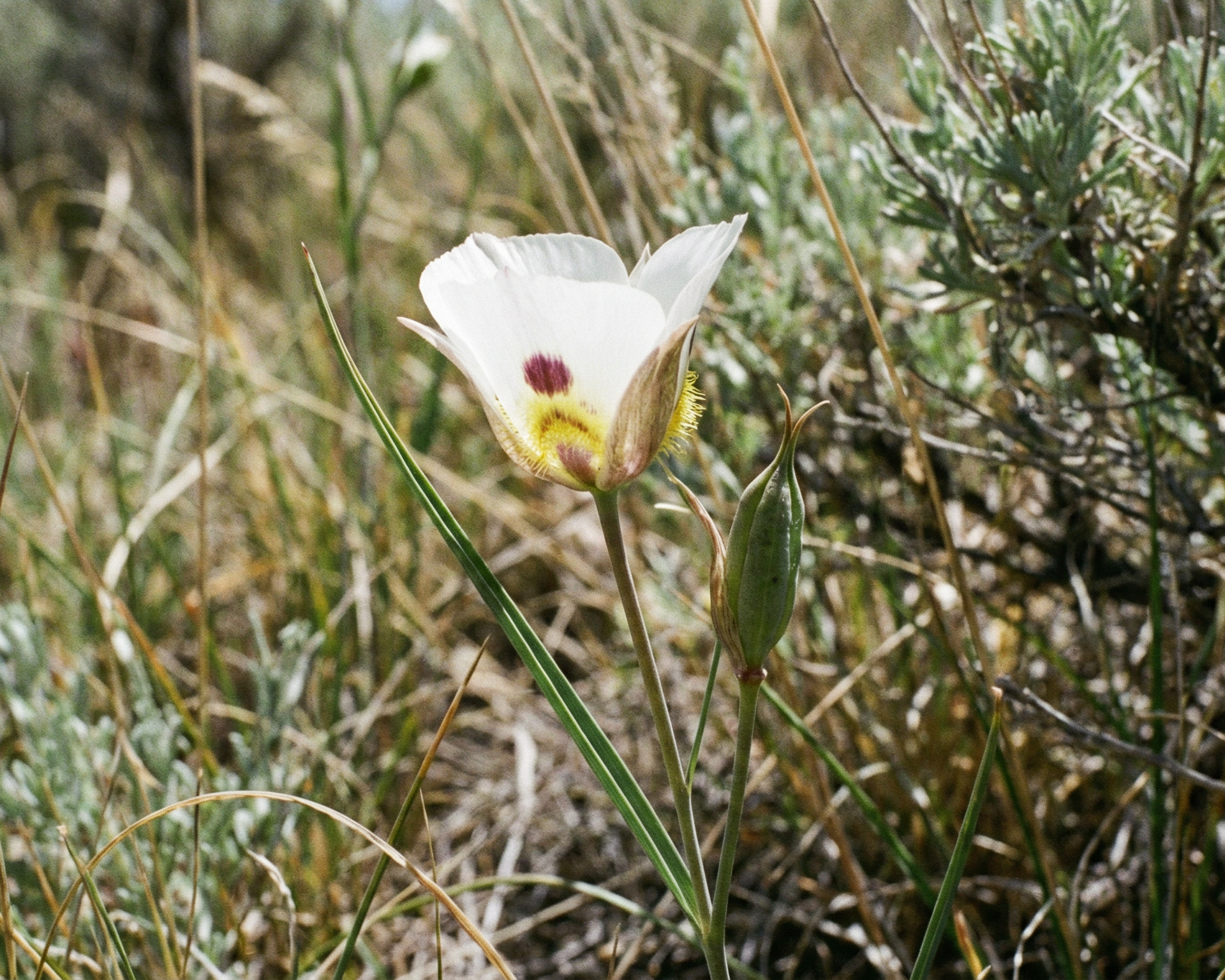 Mariposa lily