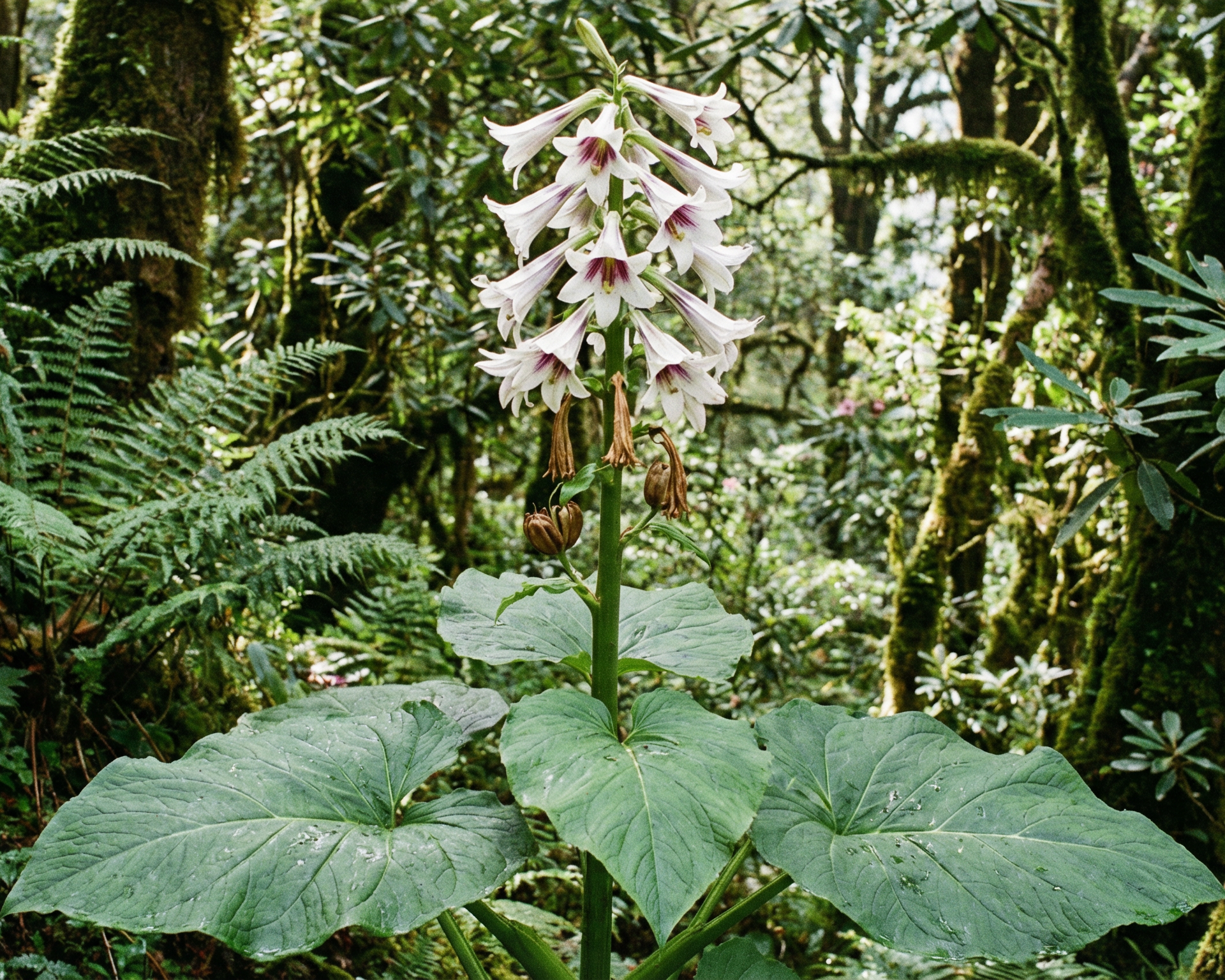 Giant Himalayan lily