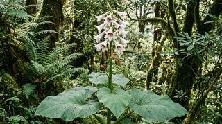 Giant Lily