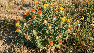 Safflower