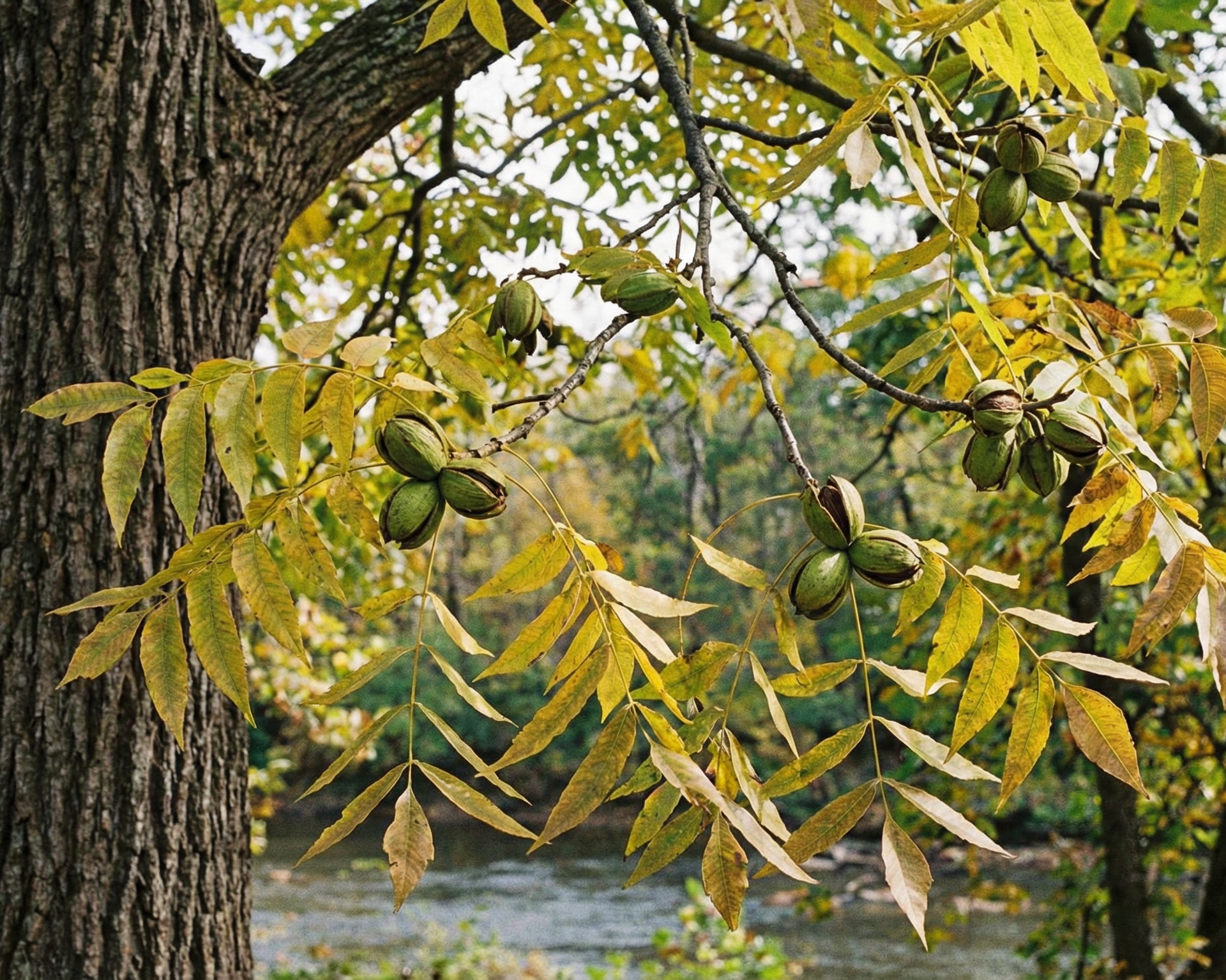 Pecan