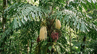 Fishtail Palm