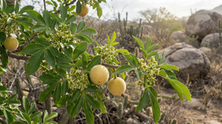 White Sapote