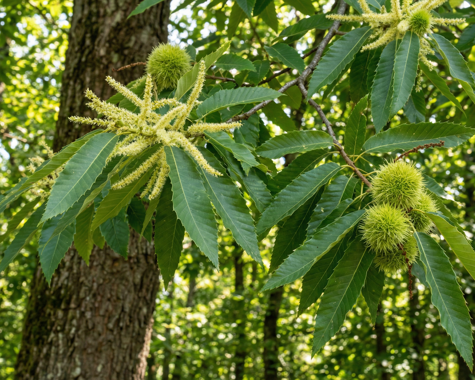 Chestnut