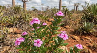 Madagascar Periwinkle
