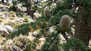 Cedar