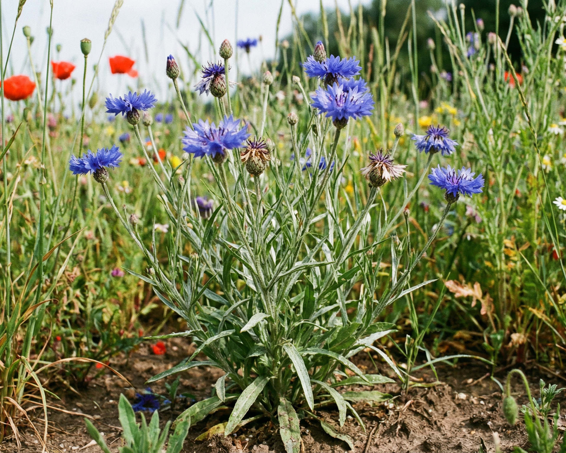 Cornflower (bachelor's button)