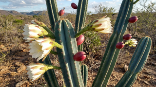 Peruvian Apple Cactus