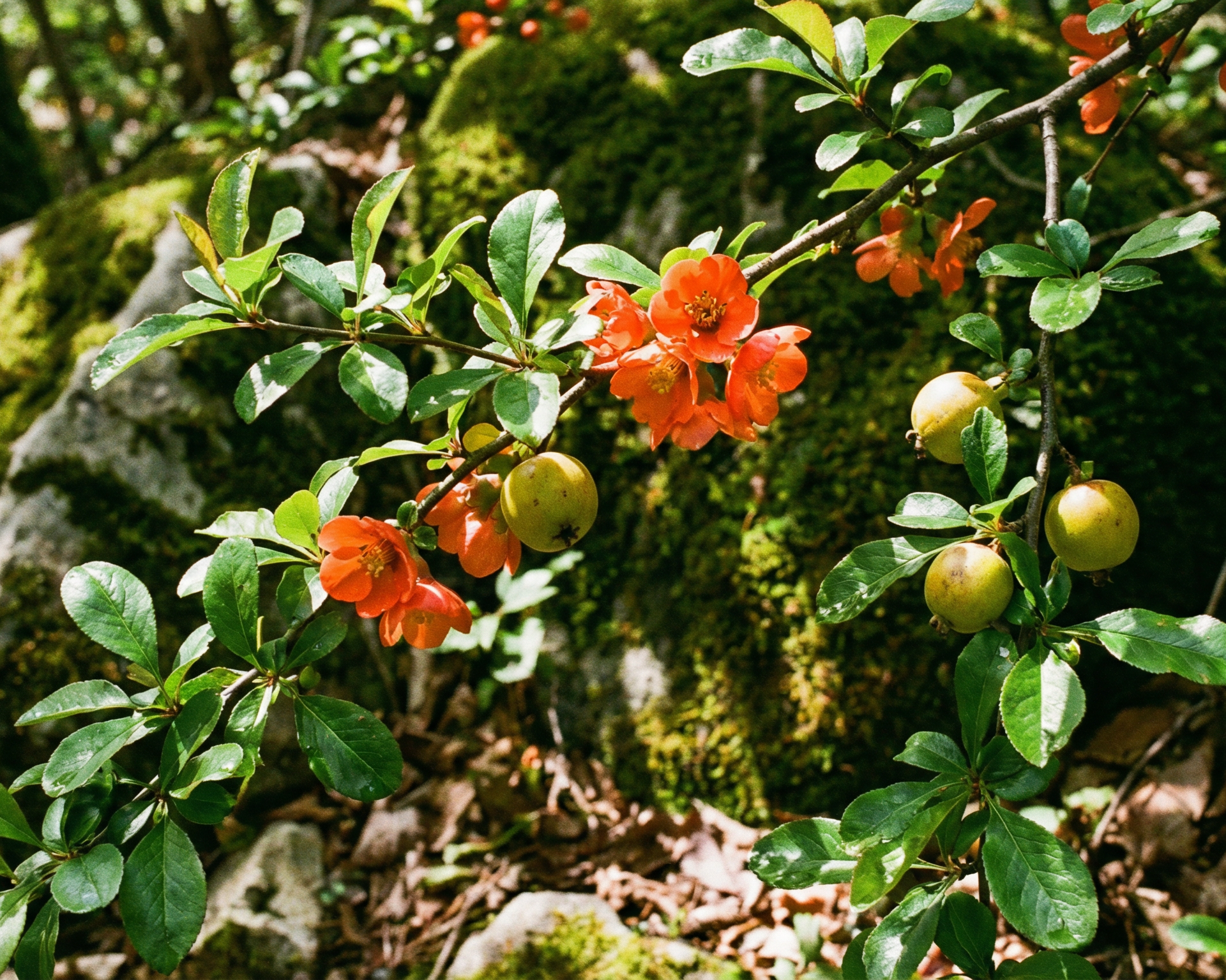 Flowering quince