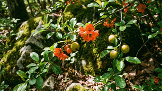 Flowering Quince