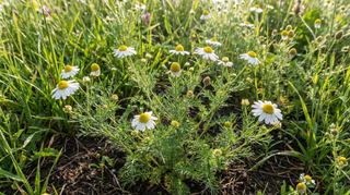 Roman Chamomile