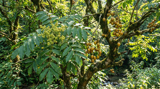 Nepali Hog Plum