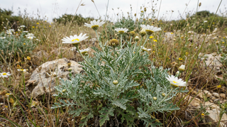 Pyrethrum Daisy