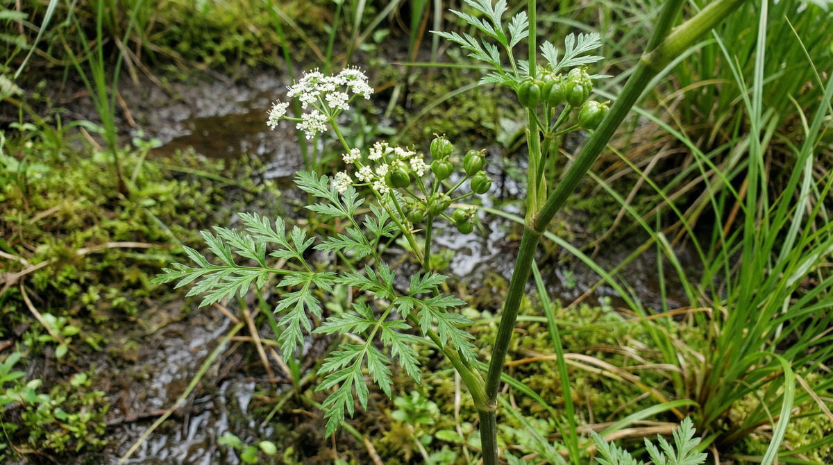 Water Hemlock