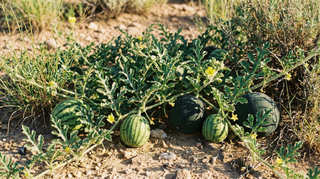 Watermelon