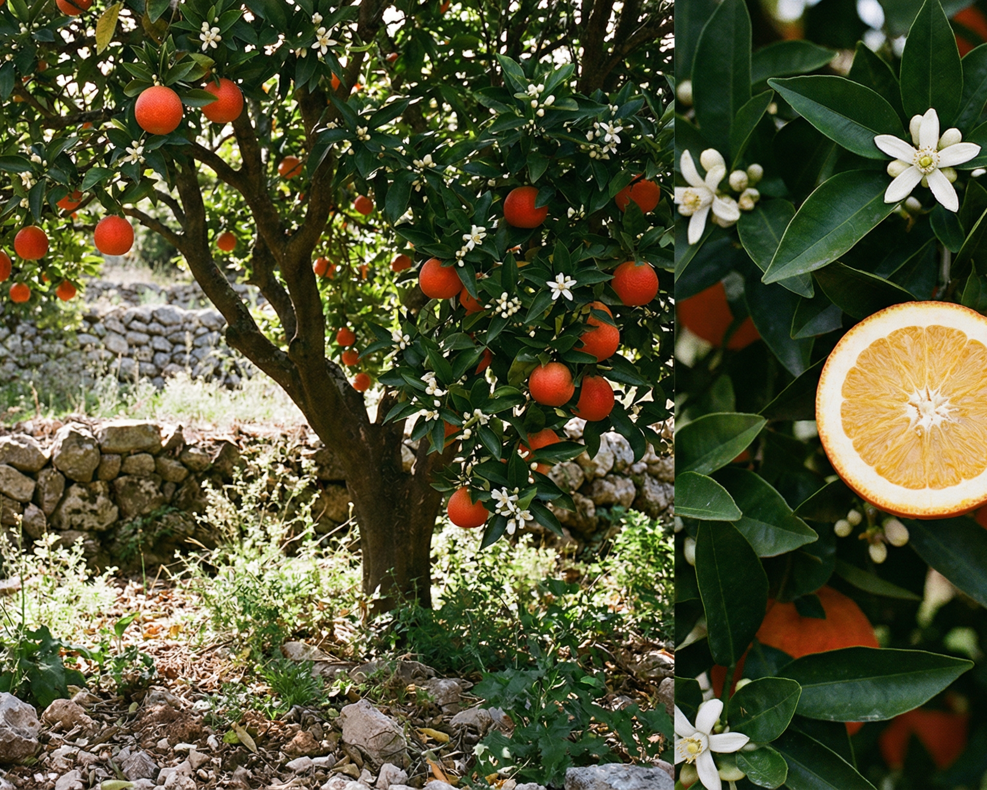 Bitter Orange
