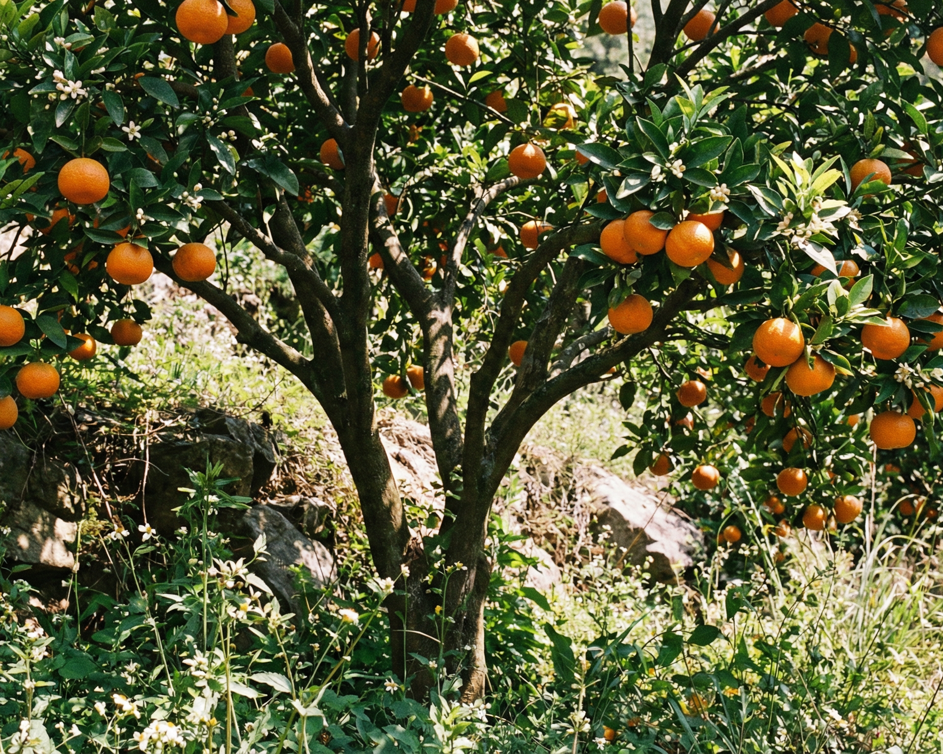 Sweet Orange