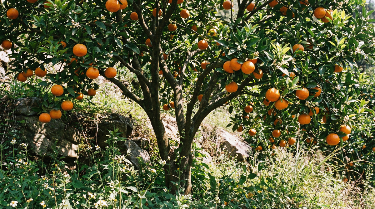 Orange