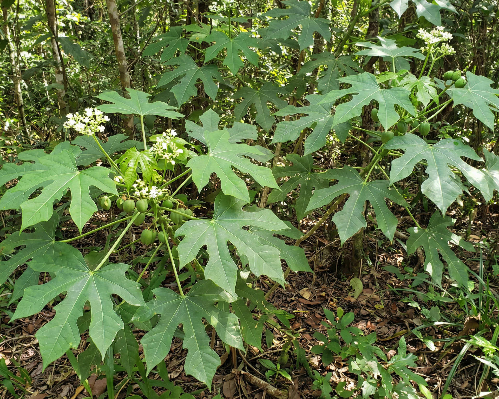 Chaya
