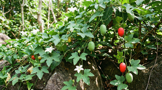 Ivy Gourd