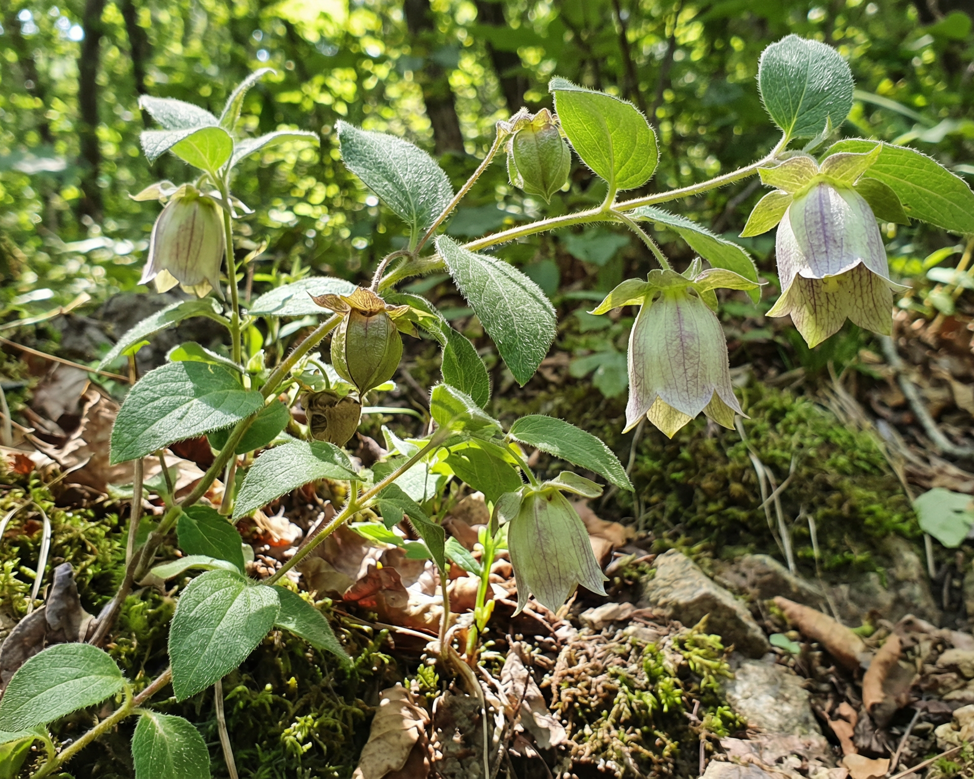 Bonnet Bellflower