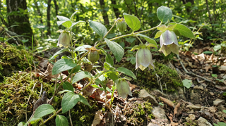 Bonnet Bellflower