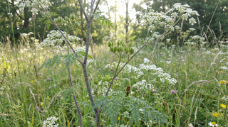 Poison Hemlock