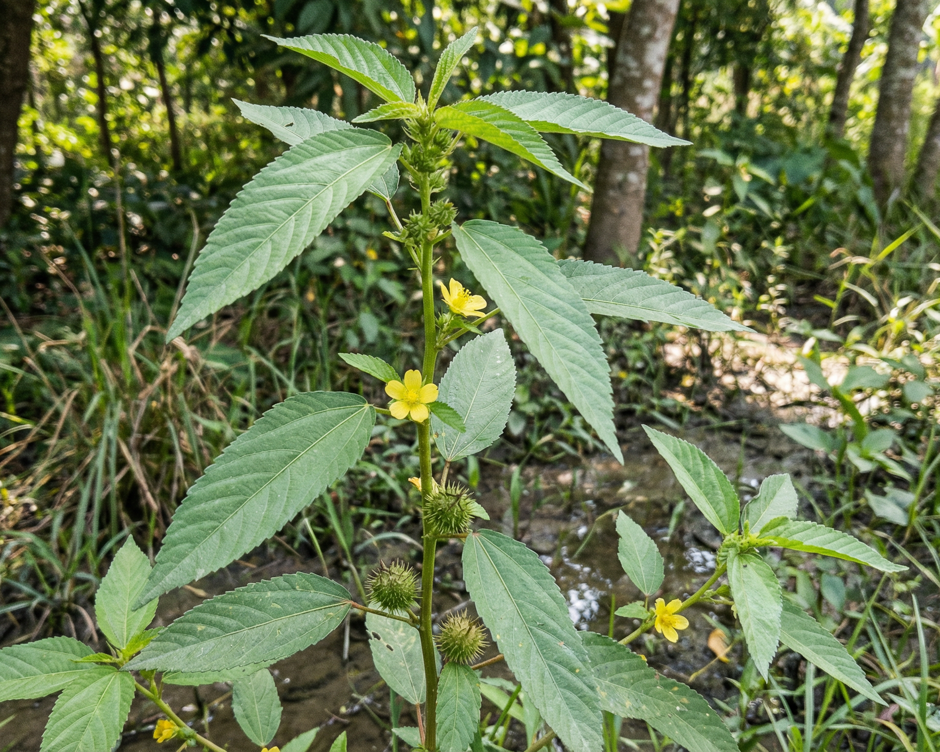 Jute (jute mallow)